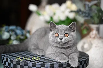 litterb (12) copy